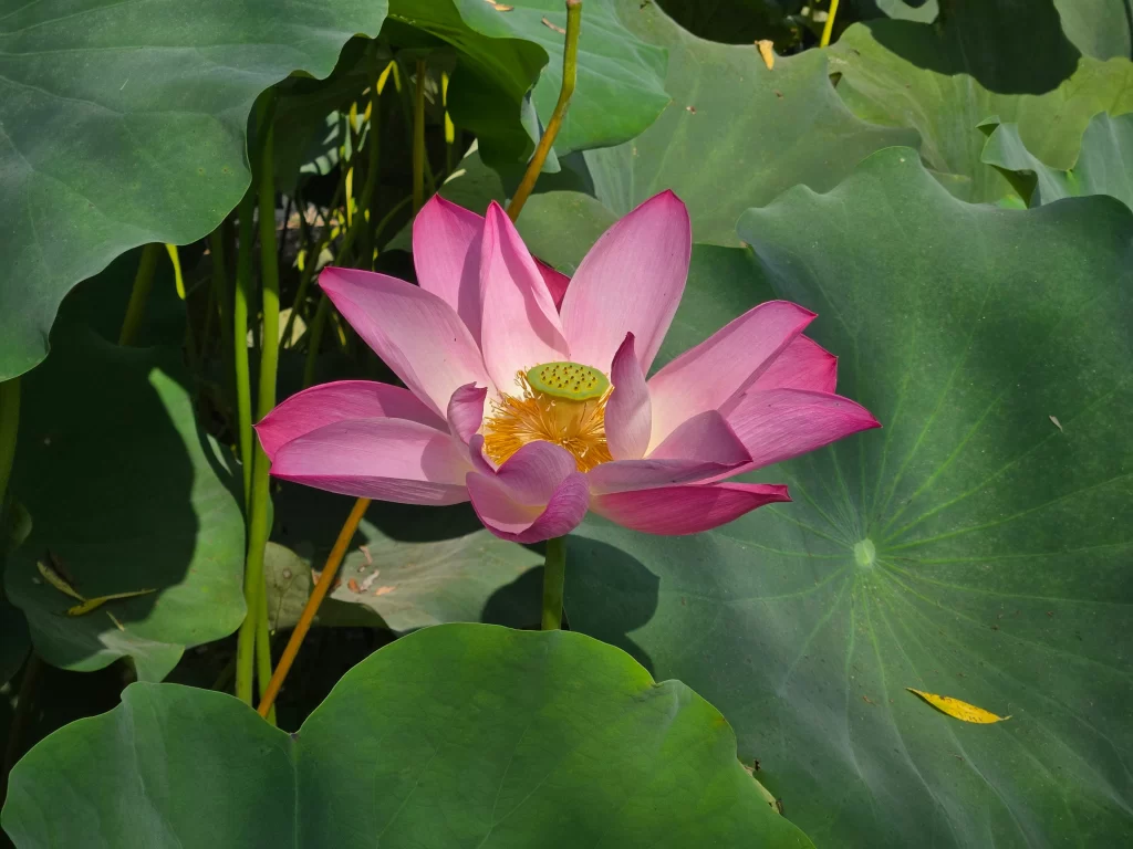 부여 궁남지10