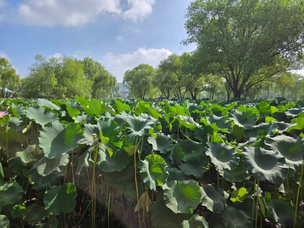 부여 궁남지12