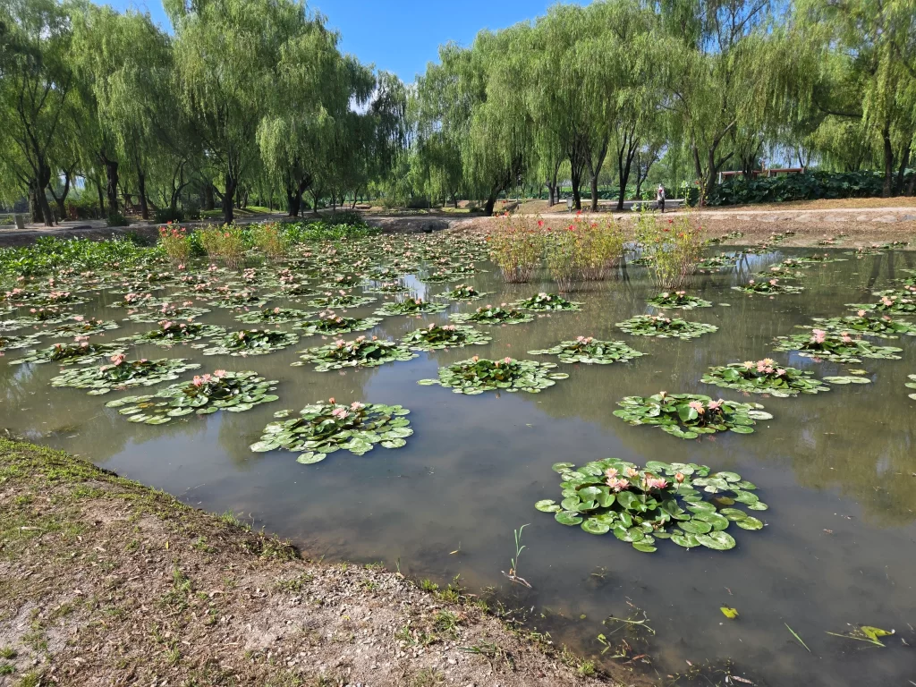 부여 궁남지8