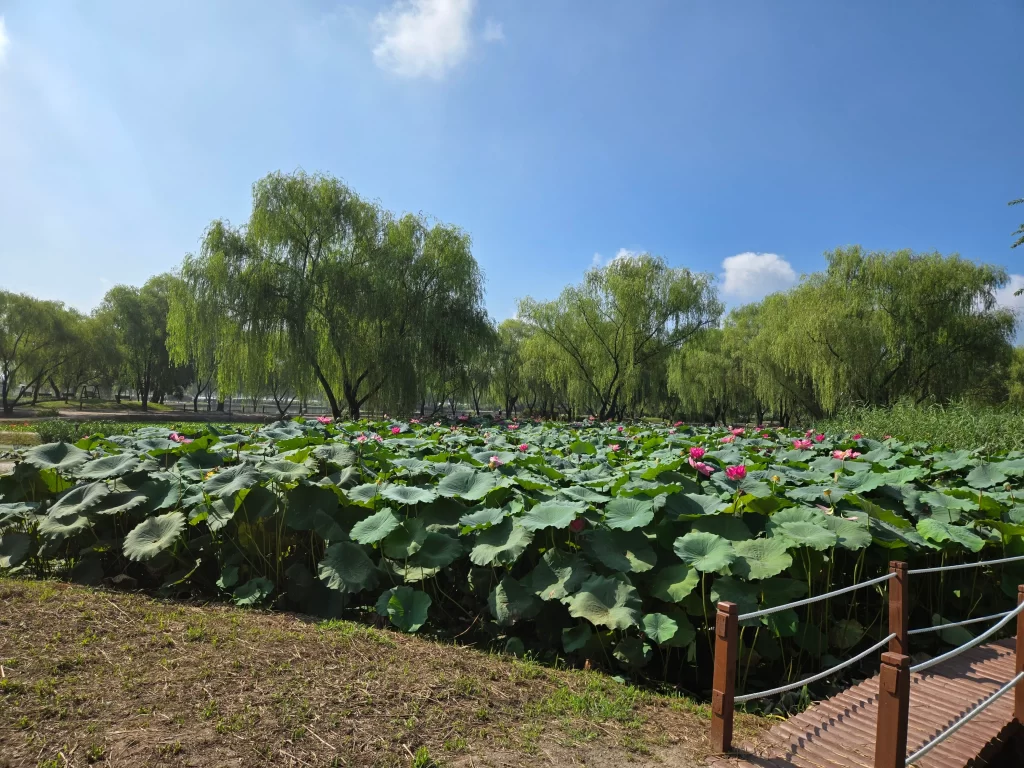 부여 궁남지9